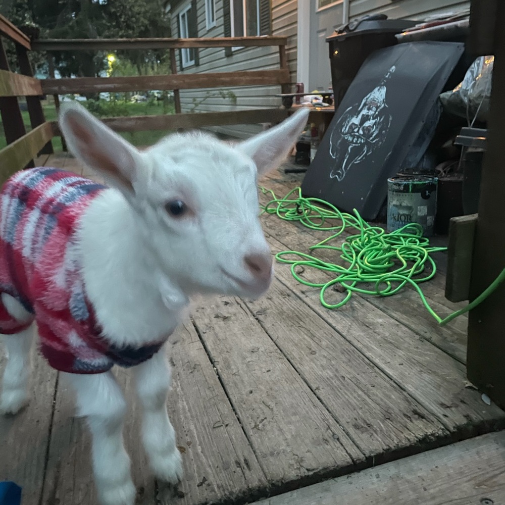 Meet your Posher, Brandon